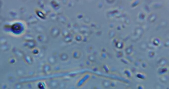 educational microscope video displaying real movement of living microorganisms commonly found in pond water and soil extracts. 