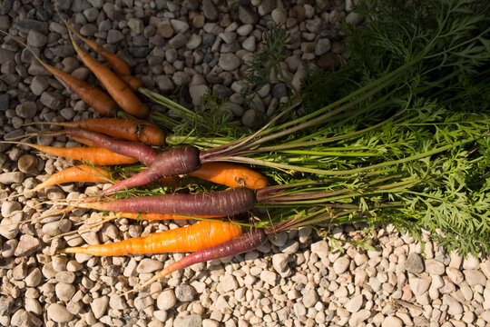 Assorted Organic Carrots: Orange, Purple, Yellow, Freshly Picked on Gravel