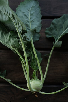 Single fresh organic kohlrabi with green leaves on a dark background,