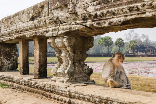 Close-up of macaque beside decorative temple balusters, Angkor Wat
