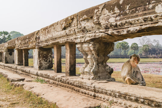 Macaque beside decorative temple balusters at Angkor Wat, Cambodia