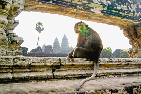 Long-tailed macaque framed by decorative temple balusters, Cambodia