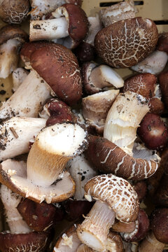 Freshly Harvested Organic Wild Mushrooms Pile