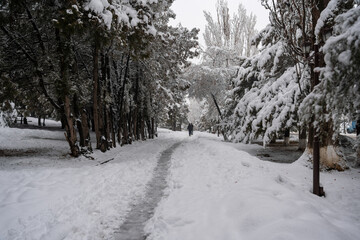Obraz premium Person walking on a winter path through snow covered trees with artistic soft focus and film grain.