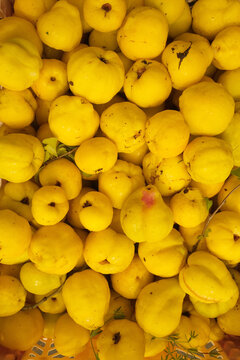 Abundant Pile of Fresh Yellow Quinces