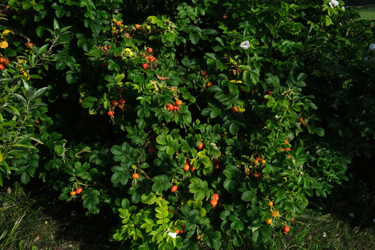 Rugosa Rose Bush with Ripe Orange Rose Hips and Green Leaves