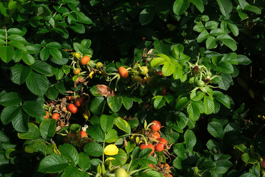 Vibrant Rose Hips Maturing Among Lush Green Foliage
