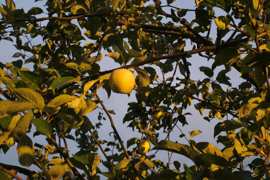 Ripe Yellow Apple Hanging from a Tree Branch in Golden Sunlight