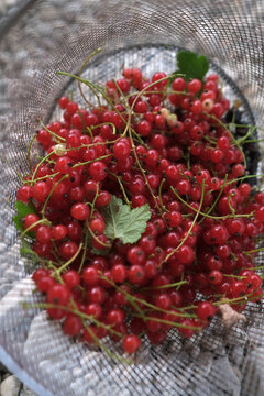 Freshly Harvested Red Currants with Leaves in a Mesh Basket