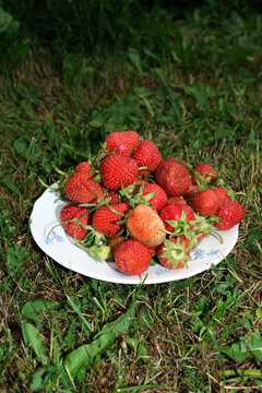 Freshly Picked Ripe Red Strawberries on a White Plate in Green Grass