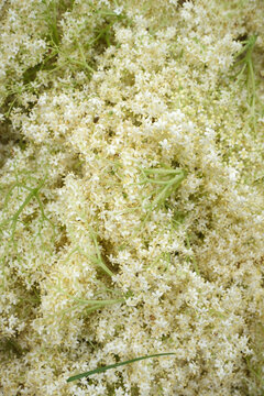 Freshly Picked Elderflower Blossoms Pile - Spring Harvest for Cordial and Syrup
