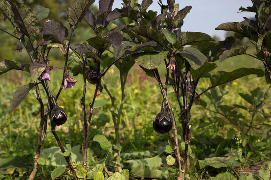 Organic purple eggplants growing on a plant in a vegetable garden
