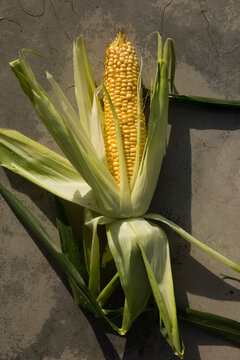 Close-up of freshly picked sweet corn with open green husk showing yellow kernels
