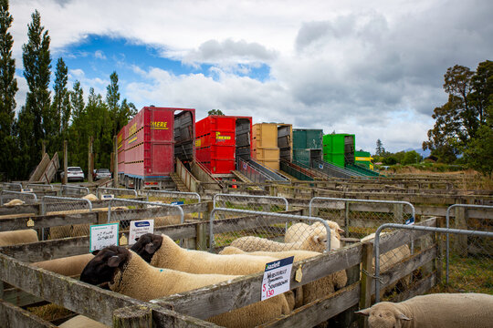 Sheffield, Canterbury, New Zealand, 13 February 2026: Livestock trucks lined up at the saleyards ready to load sheep for transit to farms