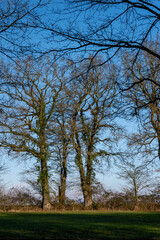 Obraz premium trees in the park