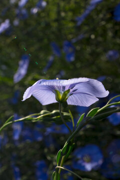 Delicate Blue Flax Flower Backlit in a Summer Field