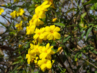 Fototapeta premium Primrose Jasmine (Jasminum mesnyi), also known as Japanese jasmine.