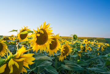 Sunflowers backlit under stormy sky create drama. Silhouetted sunflowers against turbulent sky evoke intense emotions
