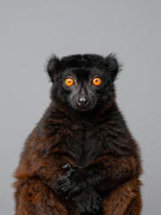 Fototapeta premium Portrait Of A Black And Brown Lemur With Orange Eyes Against A Plain Grey Background