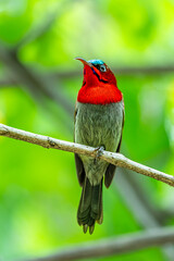   Sunbird sucks nectar in Viet Nam © Tran Tam 