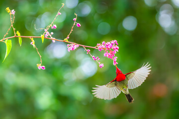   Sunbird sucks nectar in Viet Nam © Tran Tam 