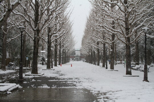 Empty snow-covered ginkgo promenade leading to a building in Doho Park, Japan