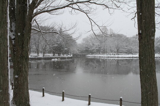 Quiet pond surrounded by snow covered trees in Doho Park, Japan