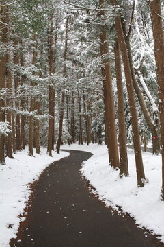 Winding path through a silent snow-covered red pine forest in Japan