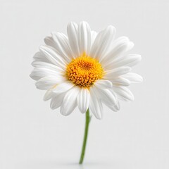 Fototapeta premium Close-up of a white daisy flower with yellow center on a plain background during daylight hours