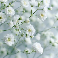 Fototapeta premium White flowers in full bloom create a soft background for various decorations and settings during spring events