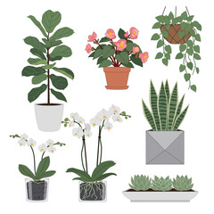 Collection of various potted houseplants, indoor plants, and succulents