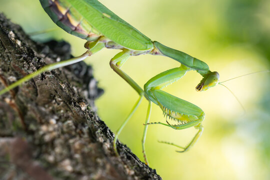 Close up photo of a Green praying mantis Mantis religiosa