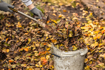 Close up of a male volunteer rakes and grabs a small pile of yellow red fallen leaves in the autumn park.