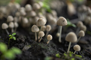 Small mushrooms Coprinellus disseminatus in green moss. © eliosdnepr