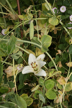 White Lily Flower in a Wild Garden with Green Foliage and Pea Plants