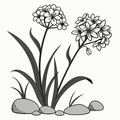 An elegant line drawing of two flowers growing seed.