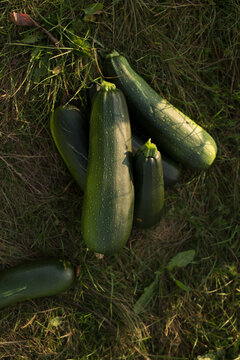Freshly harvested organic green zucchinis on grass for a permaculture and sustainable home gardening concept