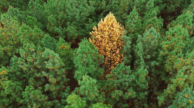 Close aerial frame of a bright yellow deciduous tree encircled by green pine canopy, emphasizing texture and seasonal contrast.