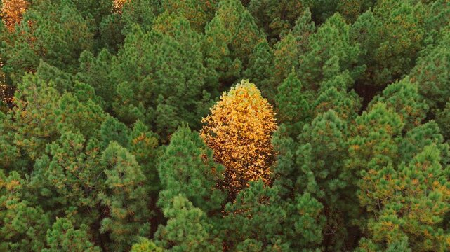 Aerial view of a single golden deciduous tree standing out sharply against dense green pine forest, highlighting autumn contrast in Laurel Snow State Natural Area.