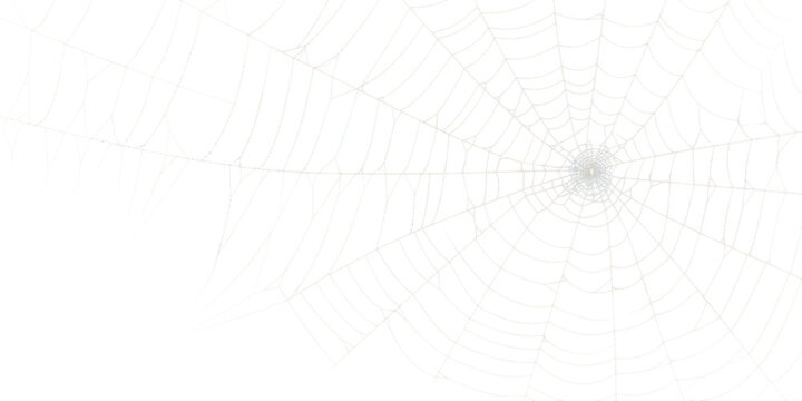 spider web texture isolated on white or transparent png