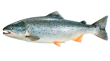 Obraz premium fresh fish seafood isolated on white or transparent png