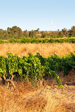 Vineyard landscape combining agriculture vines with a turbine and renewable field across countryside rural Terra Alta Catalonia Spain