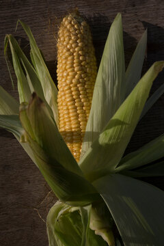 Close-up of freshly picked sweet corn with open green husk showing yellow kernels