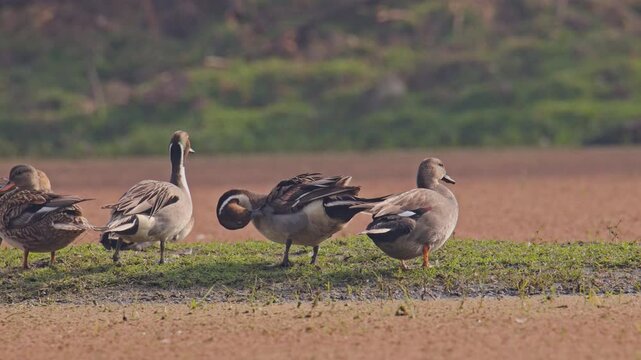 Group of Northern pintals resting and searching food near a wetland in keoladeo bird sanctuary, India.