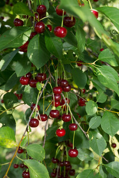 Close-up of ripe red cherries hanging on a branch in a sunny orchard.