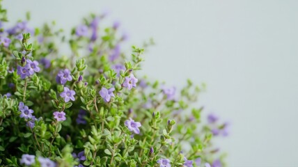 Obraz premium Wild Thyme Plant Featuring Tiny Purple Flowers Against a Clean Background