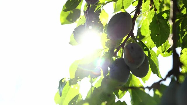 Ripe plum fruits are seen hanging from a tree branch under bright sunlight in an orchard. Leaves surround the plums, creating a natural summer scene.