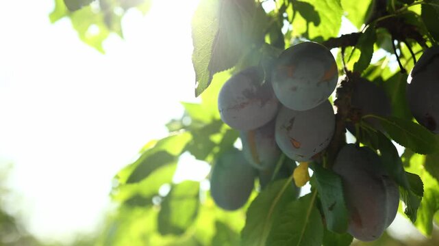 Ripe plum fruits are seen hanging from a tree branch under bright sunlight in an orchard. Leaves surround the plums, creating a natural summer scene.