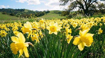 Fototapeta premium Field of Bright Yellow Daffodils in Spring Sunlight