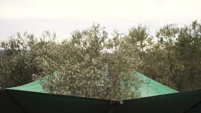 Olive tree enclosed by net while branches shake during harvest in Portugal